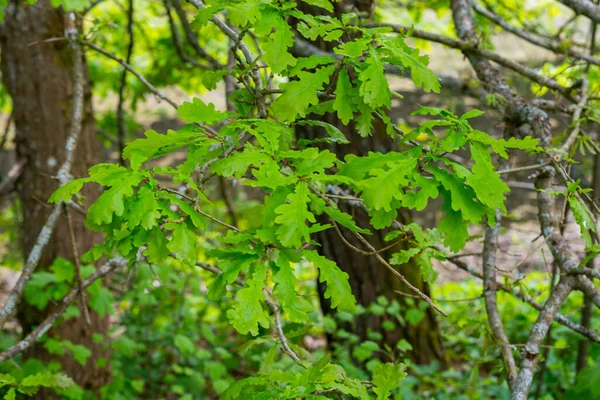 Yeşil meşe yaprakları güneş ışığında bir dalda