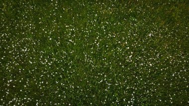 Çayırdaki havadan Daisy çiçek açıyor. Oxeye papatya, Leucanthemum vulgare, papatya, Dox-eye, papatya, köpek papatyası, ay papatyası. Bahçe konsepti