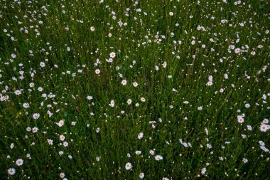 İlkbaharda çiçek açan papatyalarla dolu güzel bir çayır beyaz sarı çiçekler ve yeşil çimenler - öküz gözü papatyası, löktantemyum vulgare, doks-göz, yaygın papatya, köpek papatyası, ay papatyası - konsept bahçesi