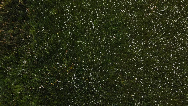 Gran Canaria Dan Flora Argyranthemum Marguerite Papatya Endemisi Hava Görünümü — Stok fotoğraf