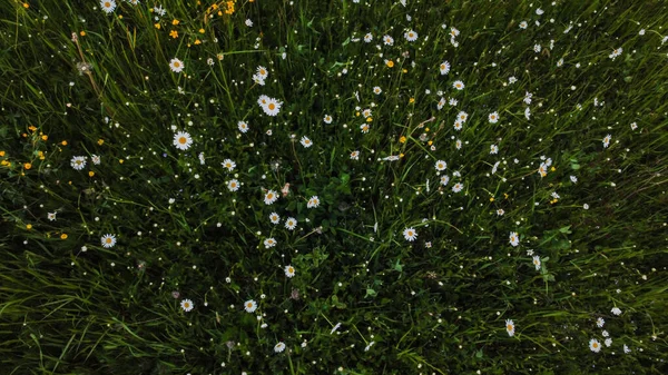 Prise Vue Aérienne Dans Prairie Daisy Fleurit Marguerite Oxeye Leucanthemum — Photo