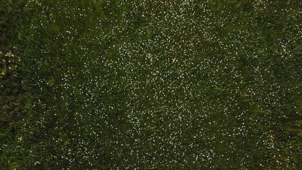 Luftaufnahme Auf Der Wiese Daisy Blüht Gänseblümchen Leucanthemum Vulgare Gänseblümchen — Stockfoto