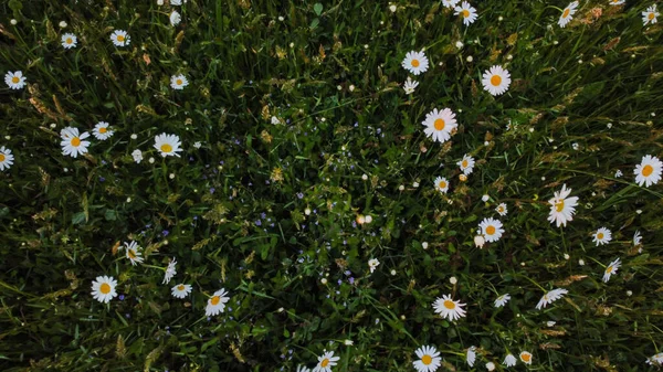 Prise Vue Aérienne Dans Prairie Daisy Fleurit Marguerite Oxeye Leucanthemum — Photo