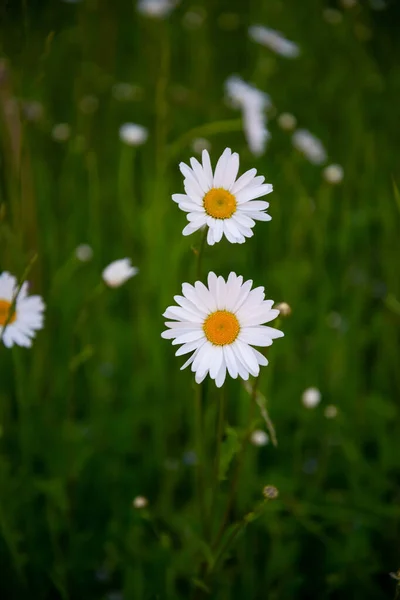 Цветение Маргаритки Oxeye Dah Canthemum Vulgare Daisies Dox Eye Common — стоковое фото