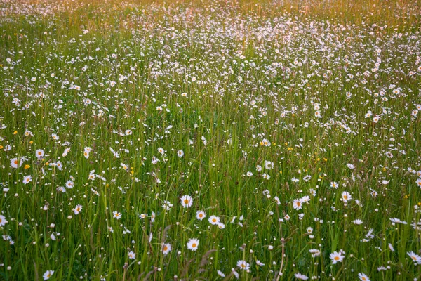 Härlig Blomma Tusensköna Blommor Bakgrund Vit Tusensköna — Stockfoto