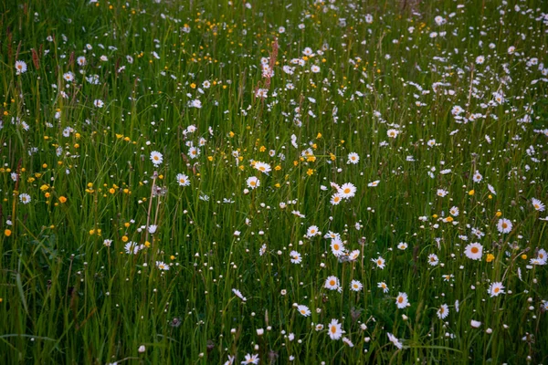 Prado Bonito Primavera Cheio Margaridas Floridas Com Flor Amarela Branca — Fotografia de Stock