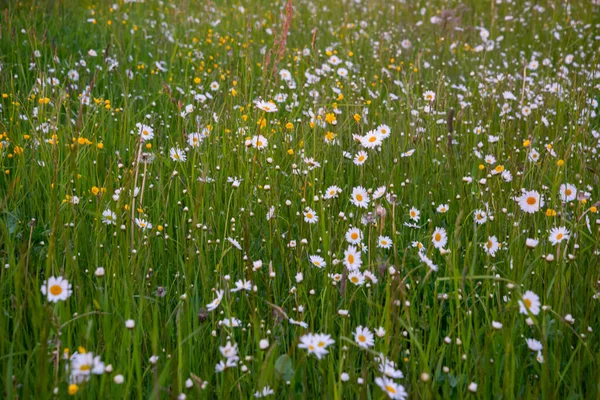 Schöne Wiese Frühling Voller Blühender Gänseblümchen Mit Weiß Gelben Blüten — Stockfoto