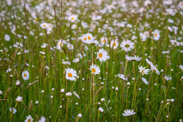 Prado Bonito Primavera Cheio Margaridas Floridas Com Flor Amarela Branca — Fotografia de Stock