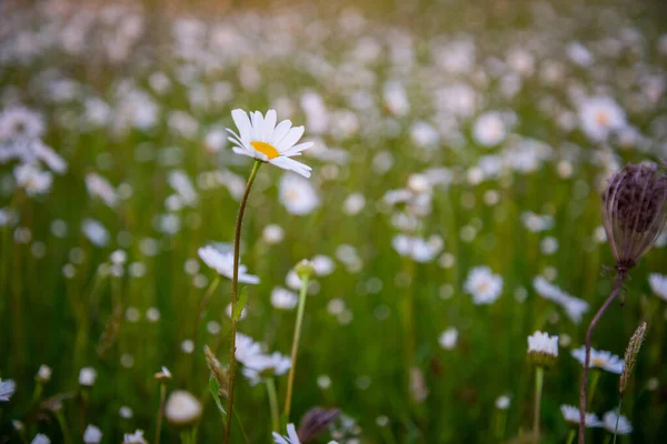 春天里美丽的草地 开满了开满了花的雏菊和绿草 普通雏菊 狗雏菊 月亮雏菊 概念花园 — 图库照片