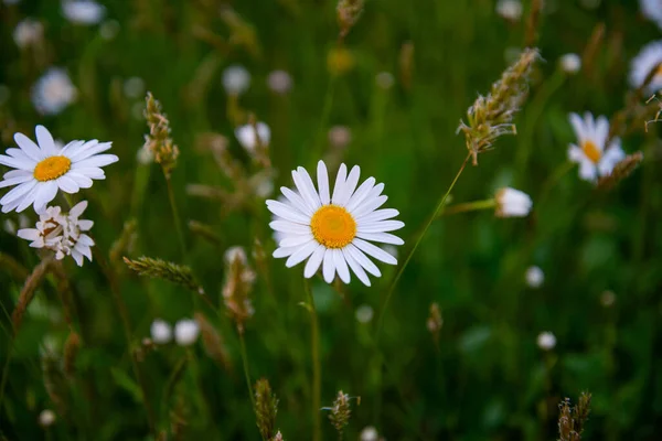 Mooie Weide Lente Vol Bloeiende Madeliefjes Met Witte Gele Bloesem — Stockfoto