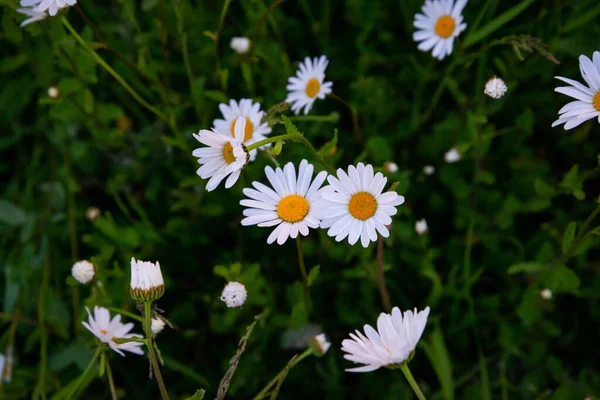 Mooie Weide Lente Vol Bloeiende Madeliefjes Met Witte Gele Bloesem — Stockfoto