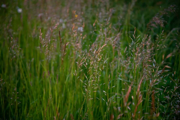 Herbe Fleur Courbée Pousse Dans Prairie — Photo