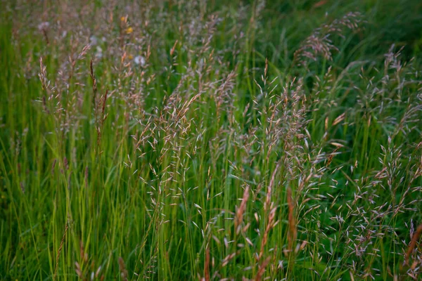 Herbe Fleur Courbée Pousse Dans Prairie — Photo