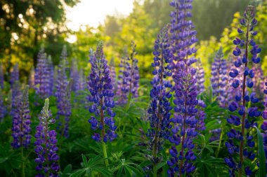 Çiçek açan makro lupin çiçeği. Lupinus, lupin, pembe mor çiçekli lupin tarlası. Bir grup lupin yaz çiçeği arka planı. Lupin tarlası. Mor bahar ve yaz çiçekleri