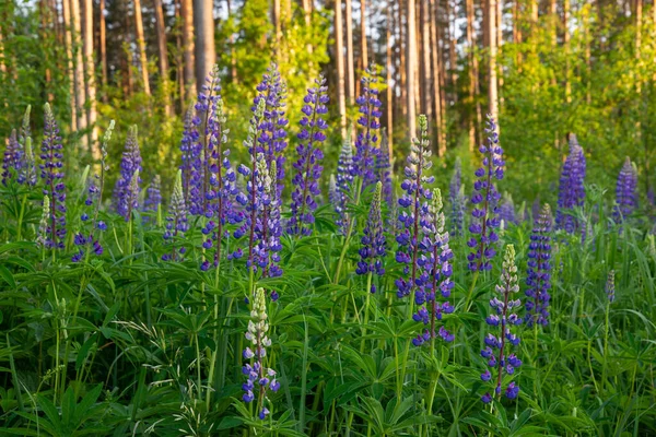 Lupinus Lupin Lupinfält Med Rosa Lila Och Blå Blommor Bunch — Stockfoto