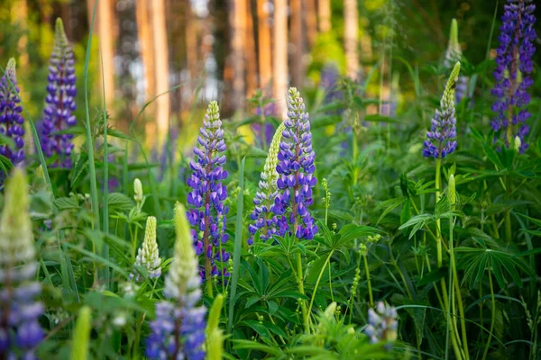 Vårblomma Blommande Lupinblommor Ett Fält Lupiner Solljus Lyser Växter Violetta — Stockfoto