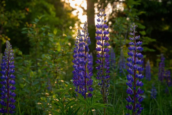 Bush Wild Flowers Lupine Sommarfältet Äng Vid Solnedgången Soluppgång Lupinus — Stockfoto