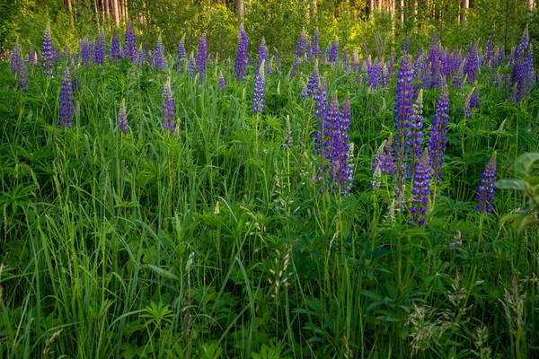 Kwitnące Kwiaty Łubinu Lupins Rozkwicie Pole Łubinów Kolorowe Łubin Różowy — Zdjęcie stockowe