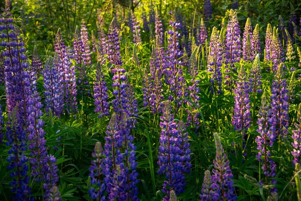 Blommande Lupinblommor Lupiner Blom Lupinfält Färgglada Lupinus Rosa Violett Blå — Stockfoto