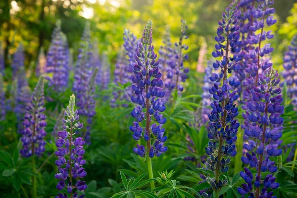 Blommande Makro Lupin Blomma Lupinus Lupin Lupinfält Med Rosa Lila — Stockfoto