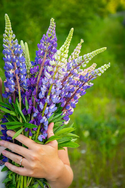 Women is holding big bouquet of blooming lupine flowers, midsummer scene in wild meadow