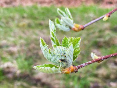Ilık bir bahar gününde, siyah karıncalı, palmiye yeşili bir tomurcuğa yakın çekim.
