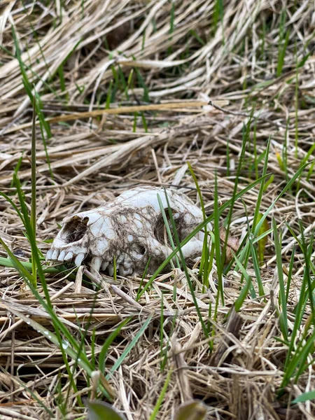 Close-up of a bear\'s skull with teeth on green grass