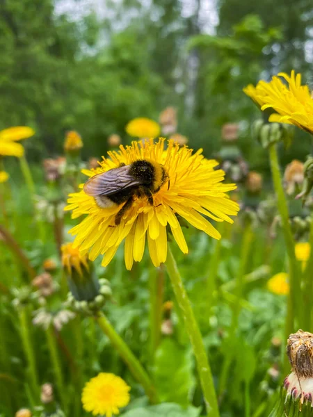 Honey Bee Covered Yellow Pollen Drink Nectar Pollinating Yellow Dandelion — Stock Photo, Image