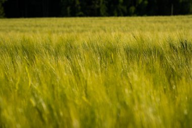 Çavdar ve çavdar tarlalarını yaz gündoğumu saatinde kapatın. Hasat zamanı