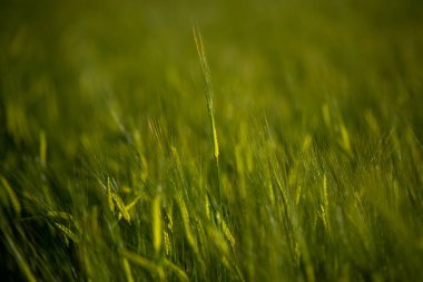 Makro buğday, arpa. Tarımsal alanda, kırsal alanda yetişen güzel yeşil buğday kulağı. Olgunlaşmamış yeşil tahıllar. Tarım, sağlıklı beslenme, organik gıda kavramı. Yakın çekim çivisi.