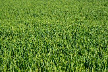 yeşil yaz çayırları çiçek ve çimenlerle soyut desen