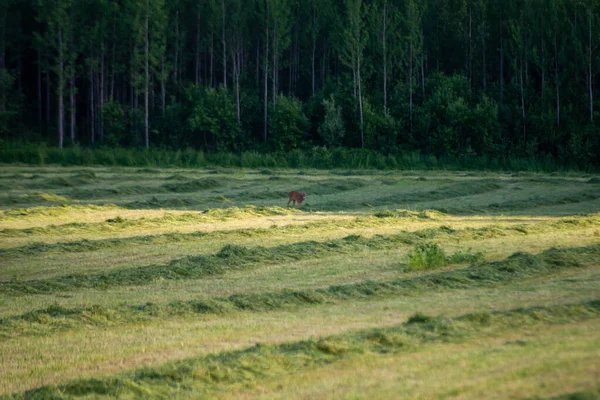 Prairie Agricole Avec Herbe Verte Fraîchement Coupée Pâturée Par Les — Photo