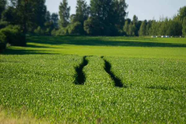 Länderlandschaft Mit Grünem Meadow Und Blauem Himmel Oben Einfache Land — Stockfoto