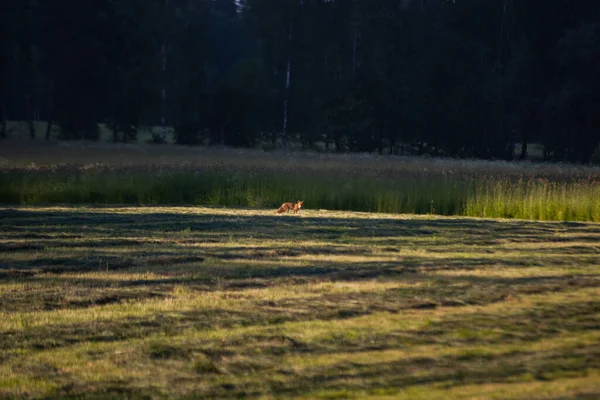 여우가서 농경지 — 스톡 사진