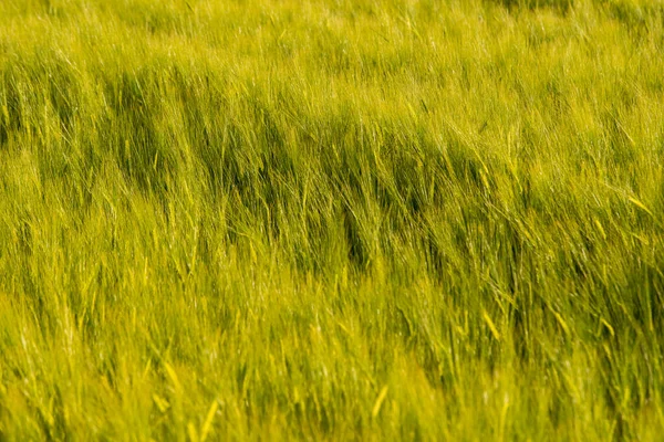 Junge Weizenohren Vom Sonnenlicht Beleuchtet Herrliche Form Der Weizenspitzen Konzept — Stockfoto