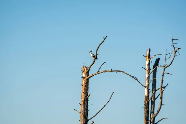 lonely stork standing on a withered tree branch against a blue sky background