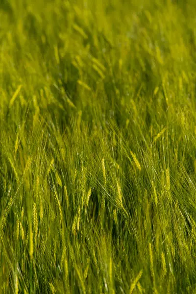 Genç buğday kulakları güneş ışığıyla aydınlatılır. Buğday başaklarının muhteşem şekli. Tarım alanında iyi hasat kavramı. Yeşil dikenler. Çavdar viskisi, yakın plan. yeşil doğal arkaplan