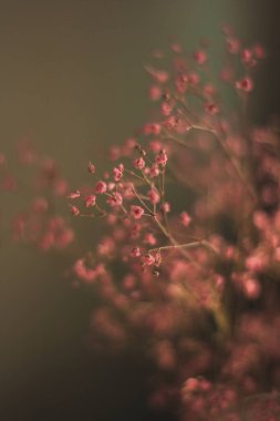 Yaz güneşinin siyah arka planında, cam vazoda duran pembe yaz çiçeklerine odaklan.