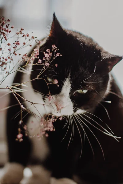 白い鼻と首の黒い猫がテーブルの上に座ってピンクの夏の花を噛む — ストック写真