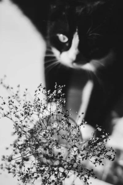 Photo Noir Blanc Fleurs Été Dans Vase Verre Par Chat — Photo