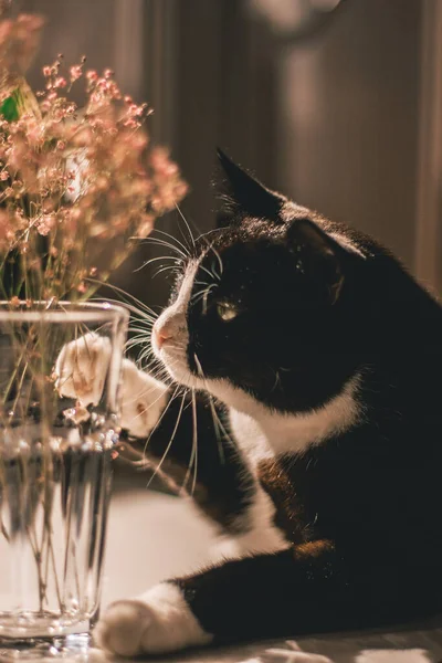 Black Cat White Neck Claws Lies Table Plays Pink Summer — Stock Photo, Image