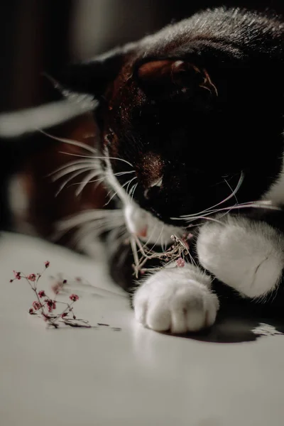 Svart Katt Med Vita Tassar Ligger Bordet Och Tuggar Rosa — Stockfoto