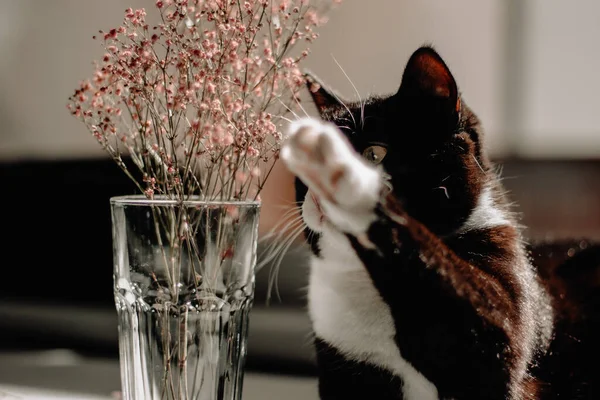 Chat Noir Avec Cou Blanc Pattes Joue Avec Des Fleurs — Photo