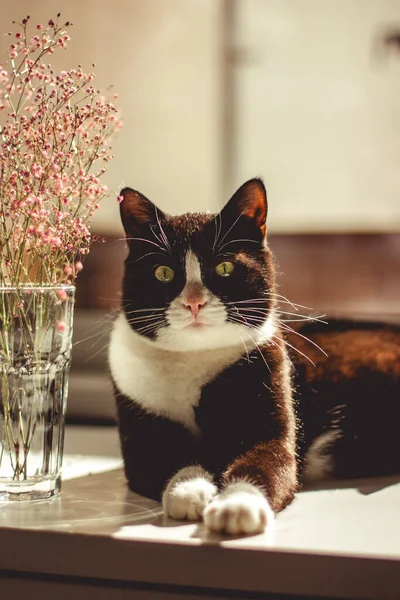 Portrait Black Cat White Neck Paws Green Eyes Looks Directly — Stock Photo, Image