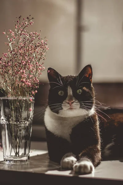 Portrait Black Cat White Neck Paws Green Eyes Looks Directly — Stock Photo, Image