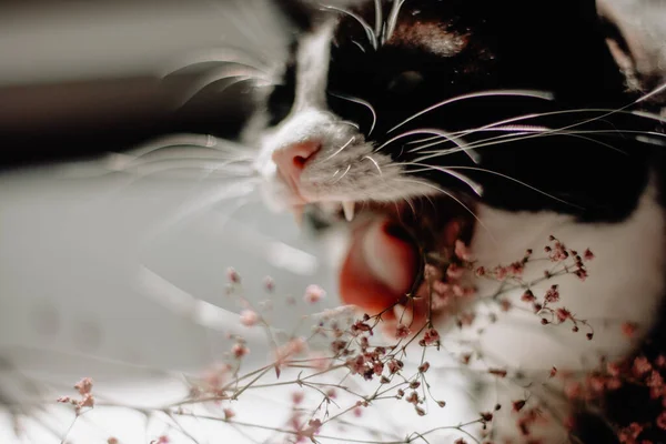 白い首飾りの黒い猫口を開けたままピンクの夏の花が白いテーブルの上に横たわっています — ストック写真