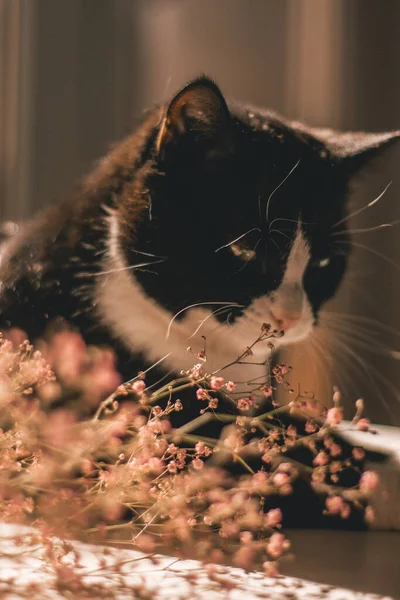 白い襟の黒い猫がピンクの夏の花の横のテーブルに横たわっています — ストック写真