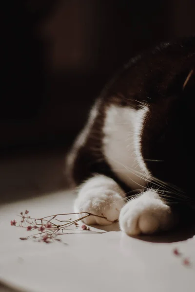 Primo Piano Delle Zampe Bianche Gatto Nero Tavolo Bianco Con — Foto Stock