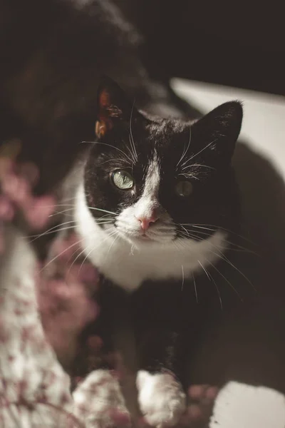 Πορτρέτο Μιας Μαύρης Γάτας Λευκό Λαιμό Και Μύτη Ξαπλωμένη Ένα — Φωτογραφία Αρχείου