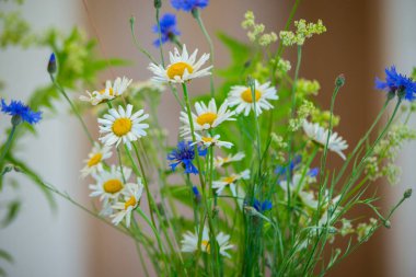 Vazoda yaz çiçekleri. Vazodaki beyaz papatyalar ve mavi çiçek. Yaz ortası çiçekleri